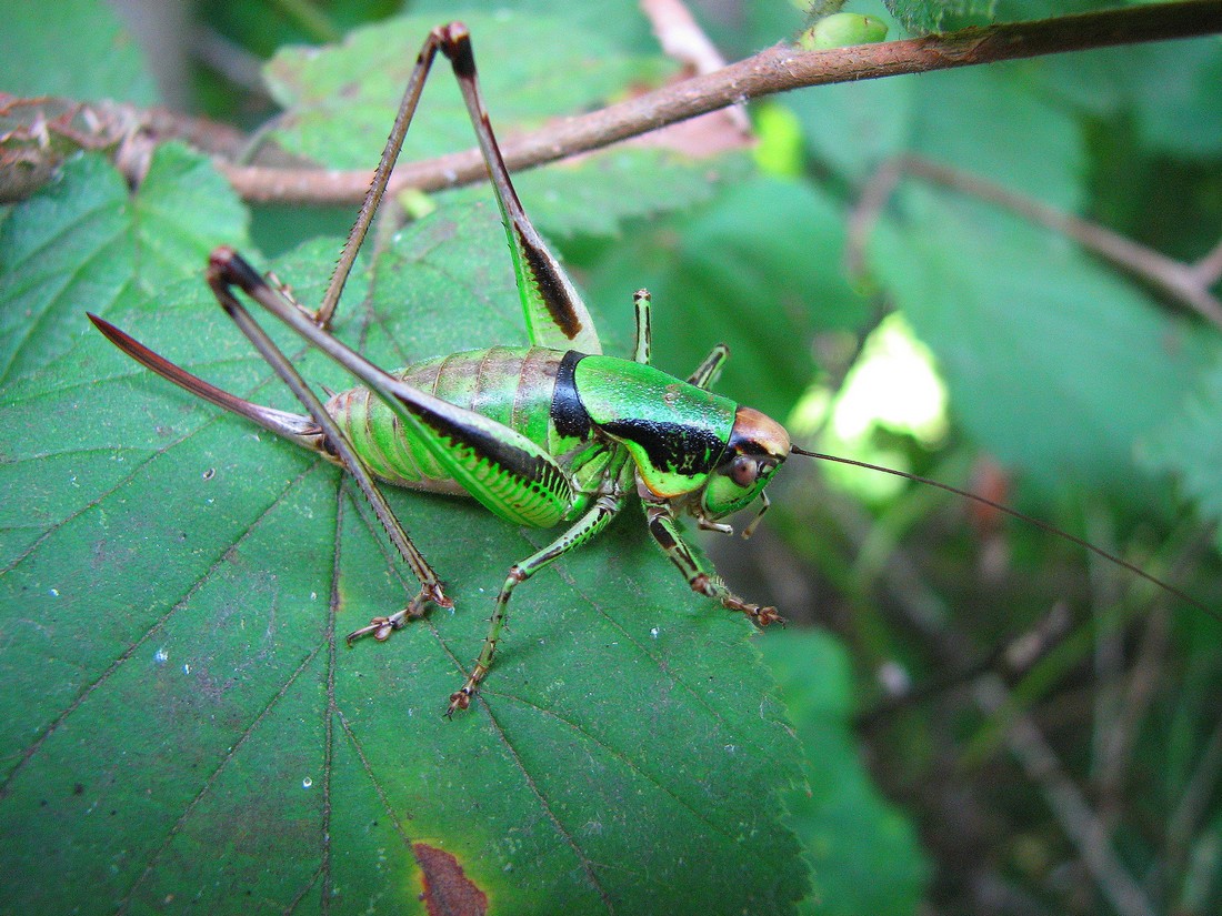 Odontopodisma cfr. decipiens insubrica